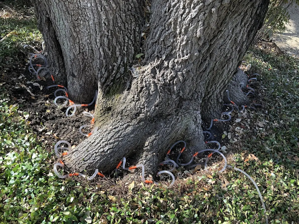 Detailed Tree Cabling and Bracing job site in Parris Island