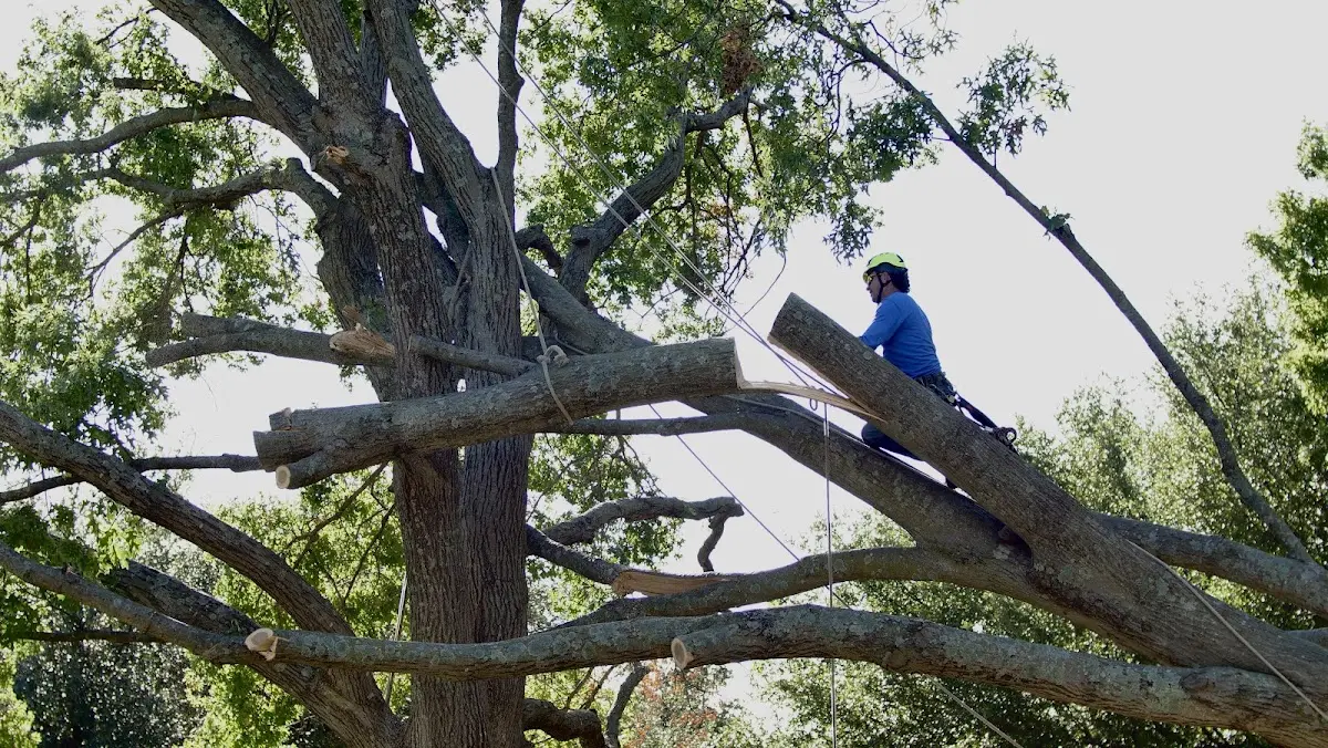 Professional Hazardous Tree Removal performed by certified arborists in Parris Island