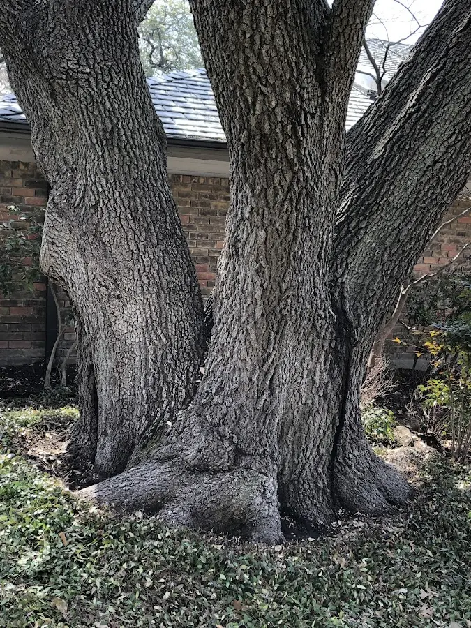 Mature heritage tree close to a Parris Island property cared for by certified arborists